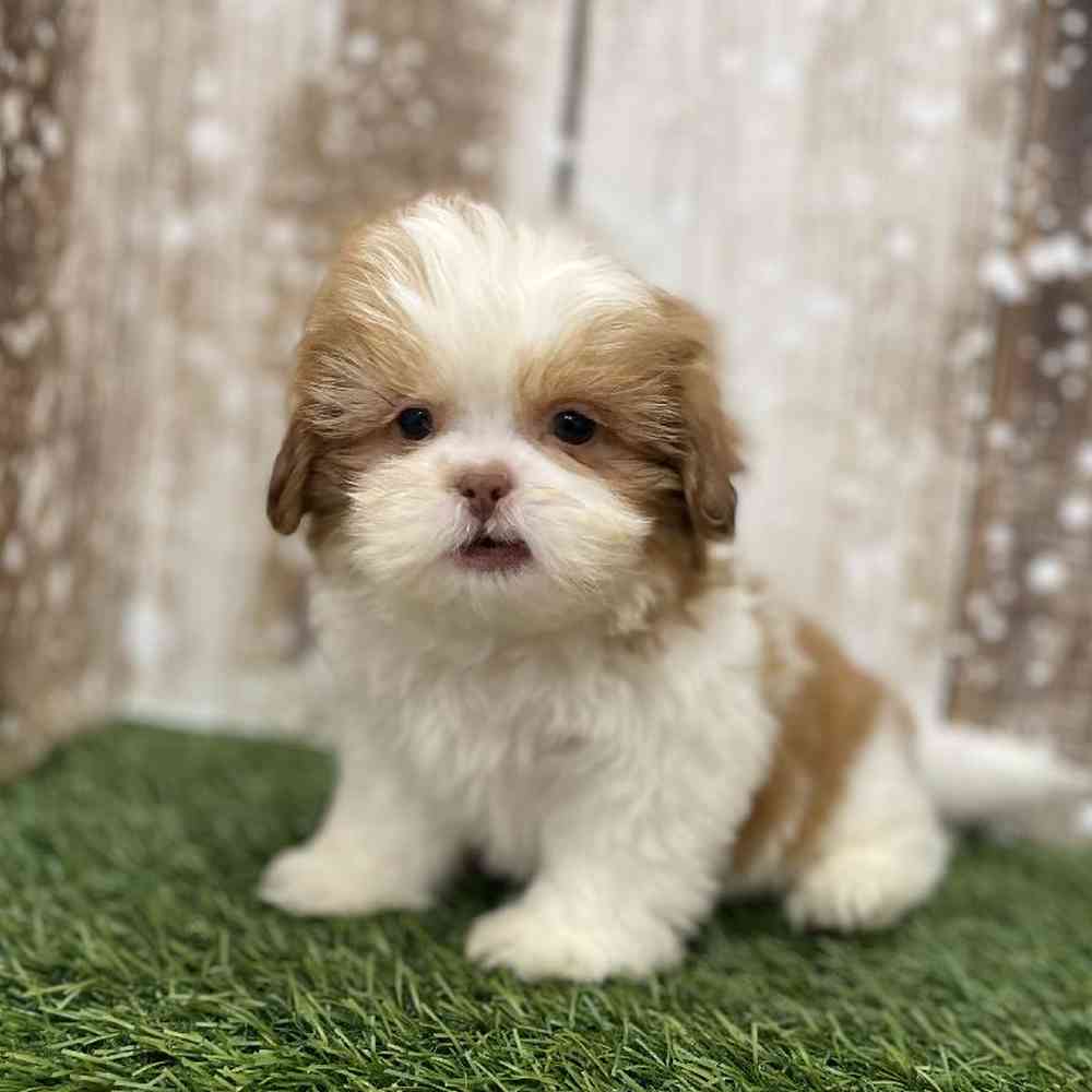 Male Shih Tzu Puppy for Sale in Braintree, MA