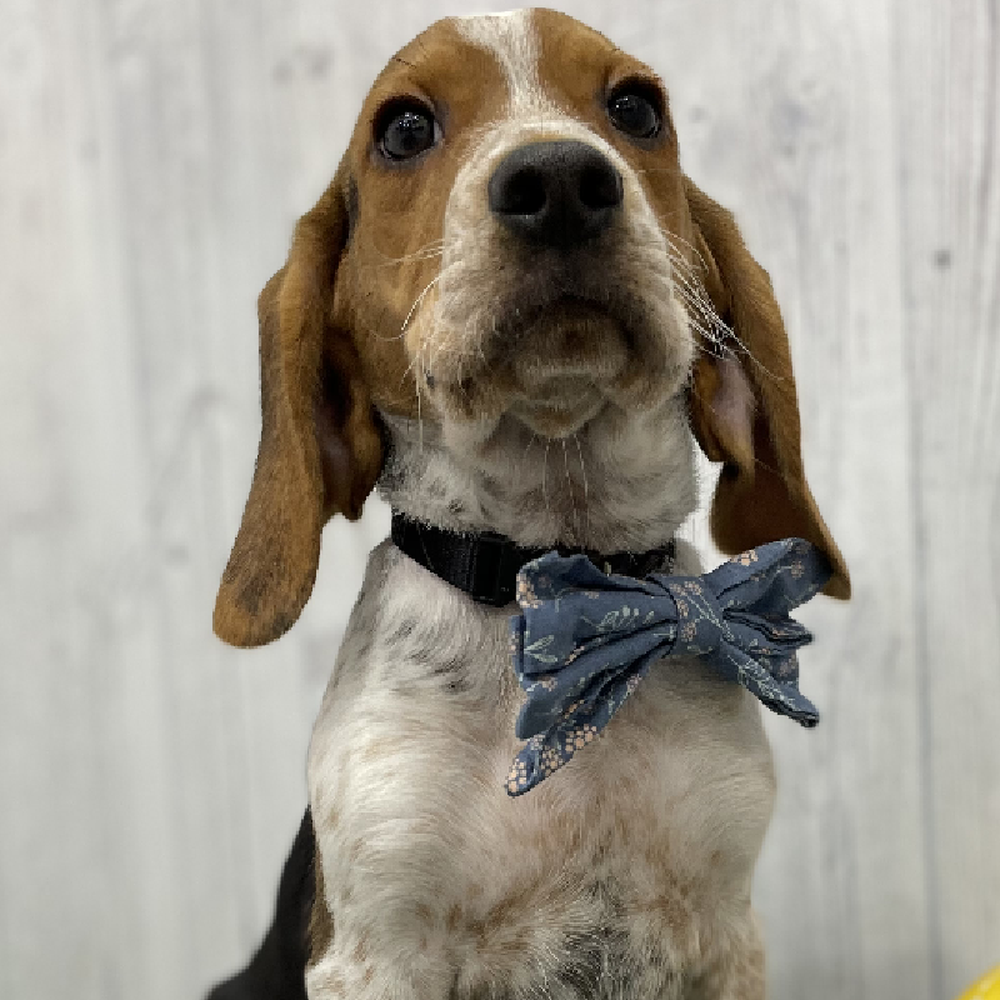 Male Beagle Puppy for Sale in Braintree, MA