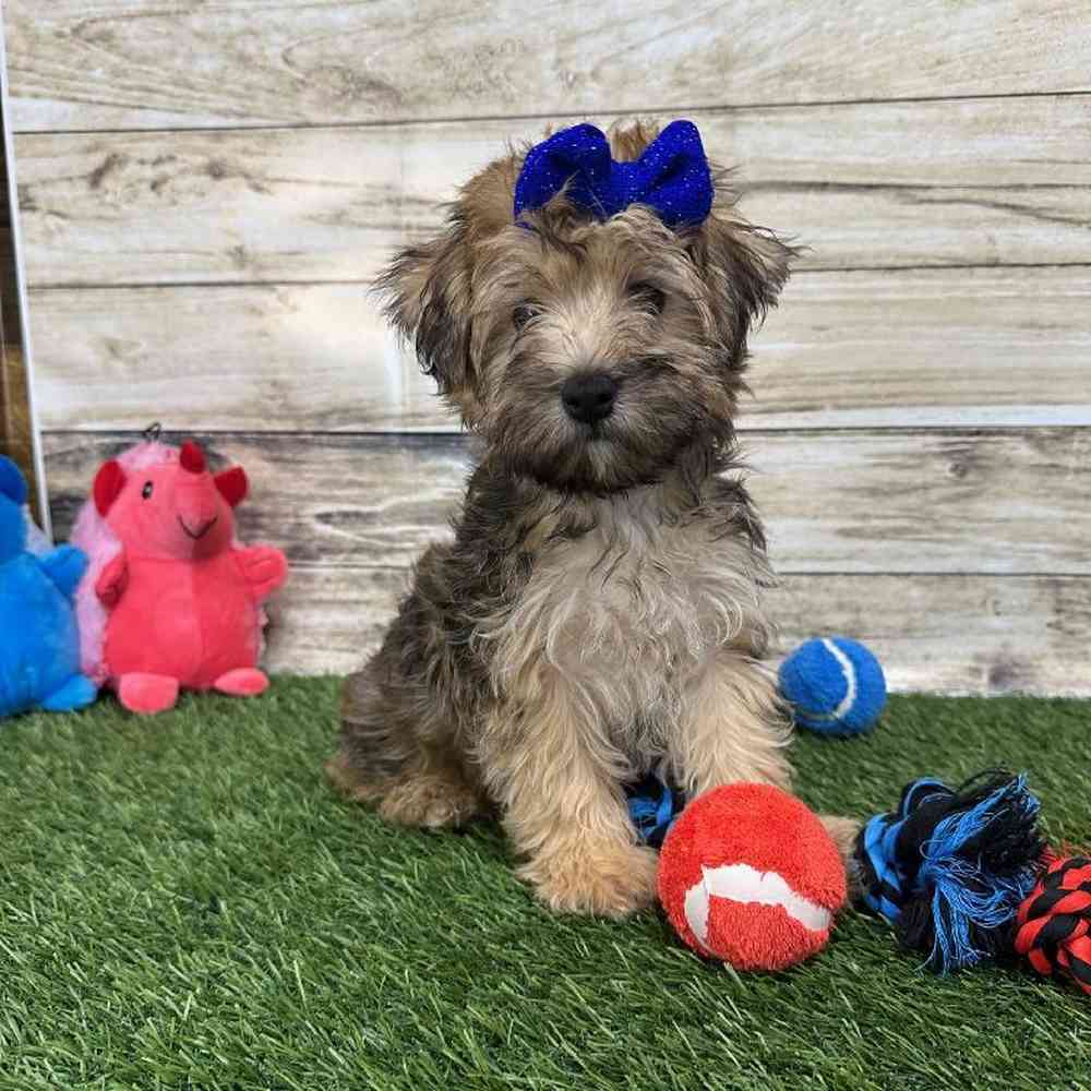 Female Bichon-Poodle 2nd Gen Puppy for Sale in Braintree, MA