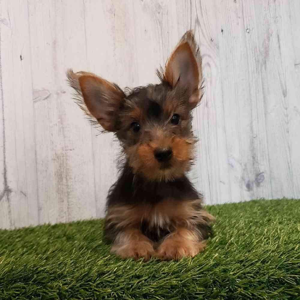 Male Yorkshire Terrier Puppy for sale