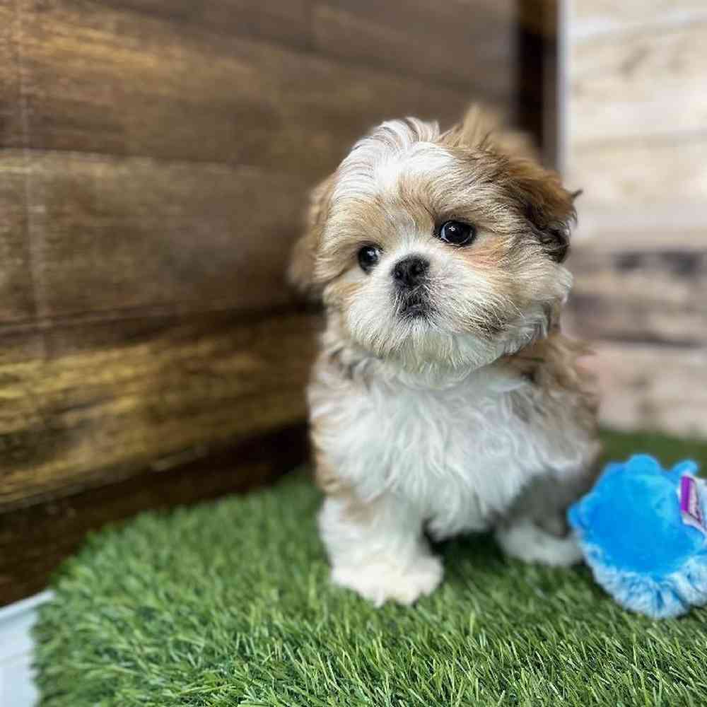 Male Shih Tzu Puppy for Sale in Saugus, MA