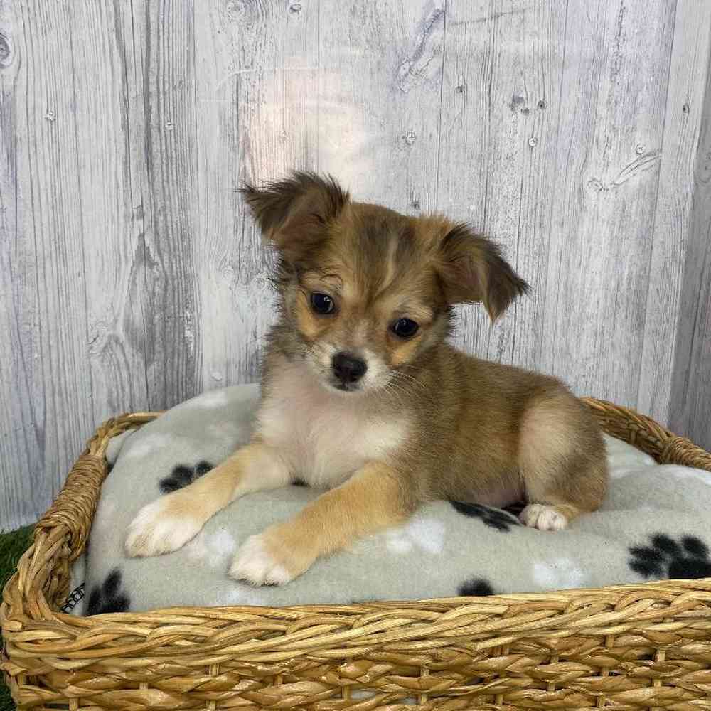 Male Chihuahua Puppy for Sale in Saugus, MA