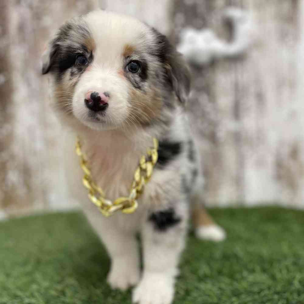 Male Australian Shepherd Puppy for Sale in Braintree, MA