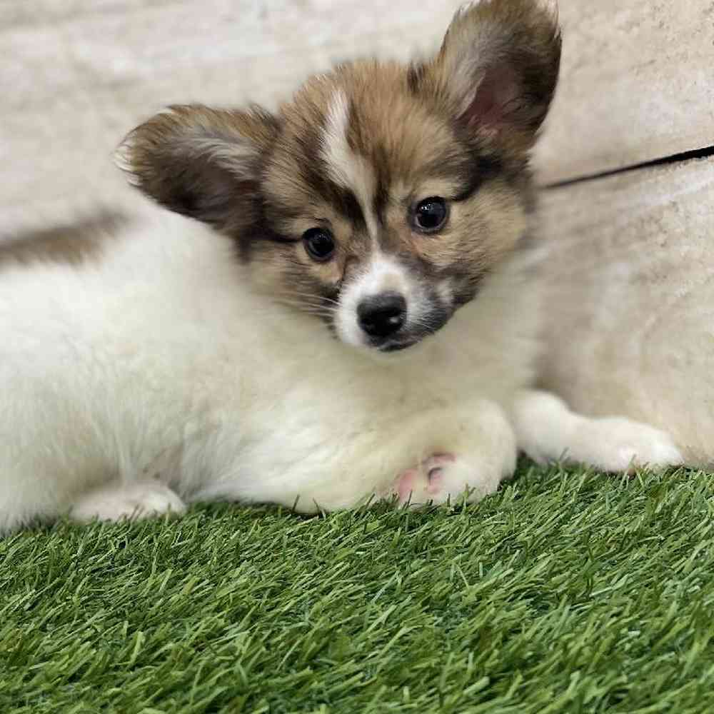 Female Papillon Puppy for Sale in Braintree, MA