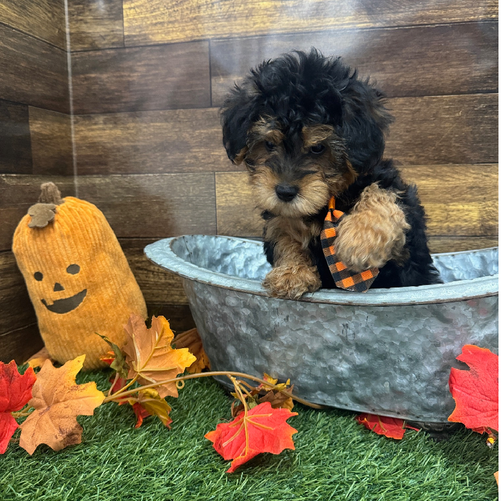 Male Yorkie-Poo Puppy for Sale in Braintree, MA