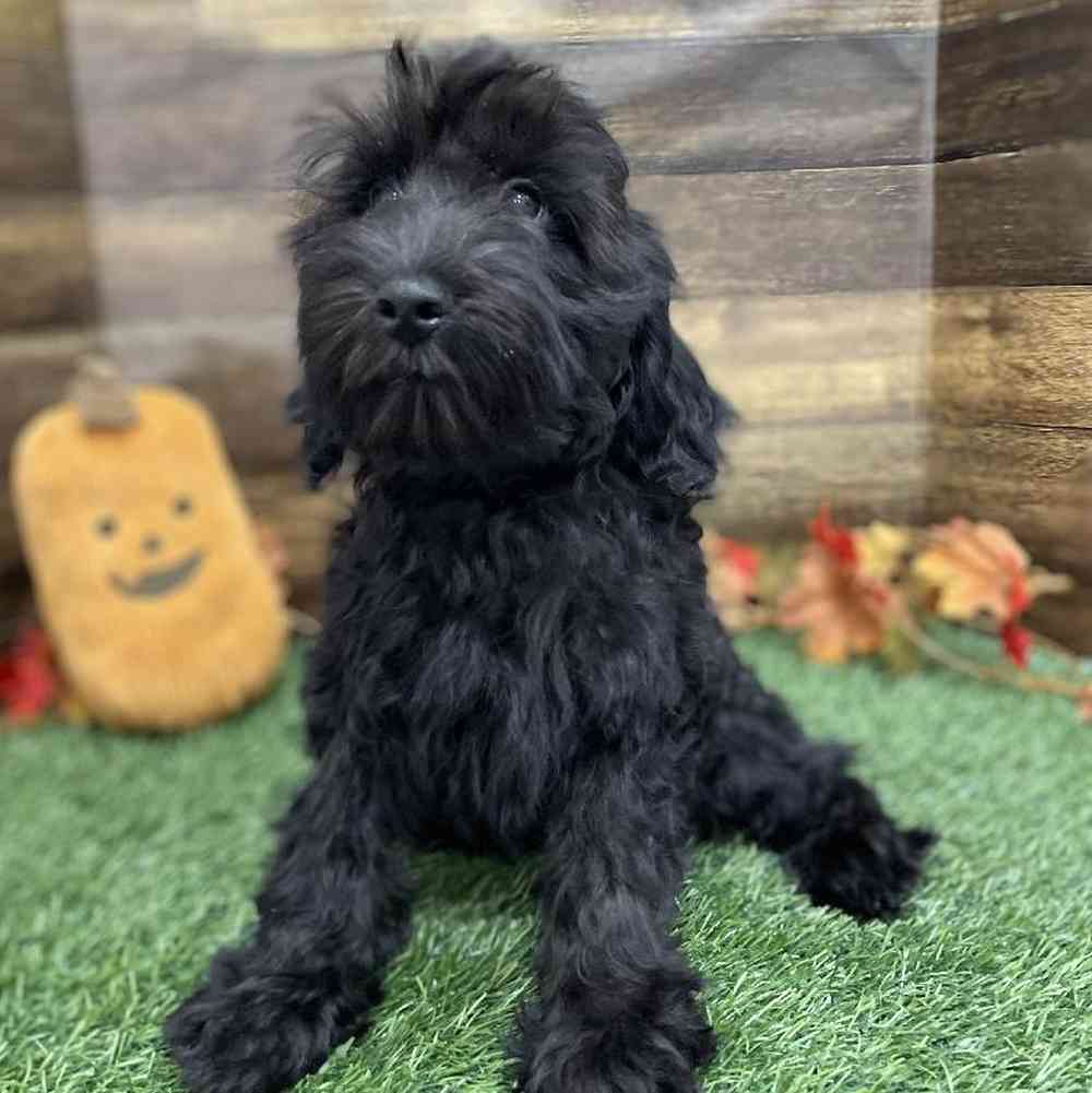 Male Cockapoo 2nd Gen Puppy for Sale in Braintree, MA