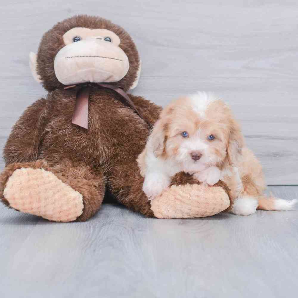 mini-aussiedoodle-anna-1441184305293753.jpg