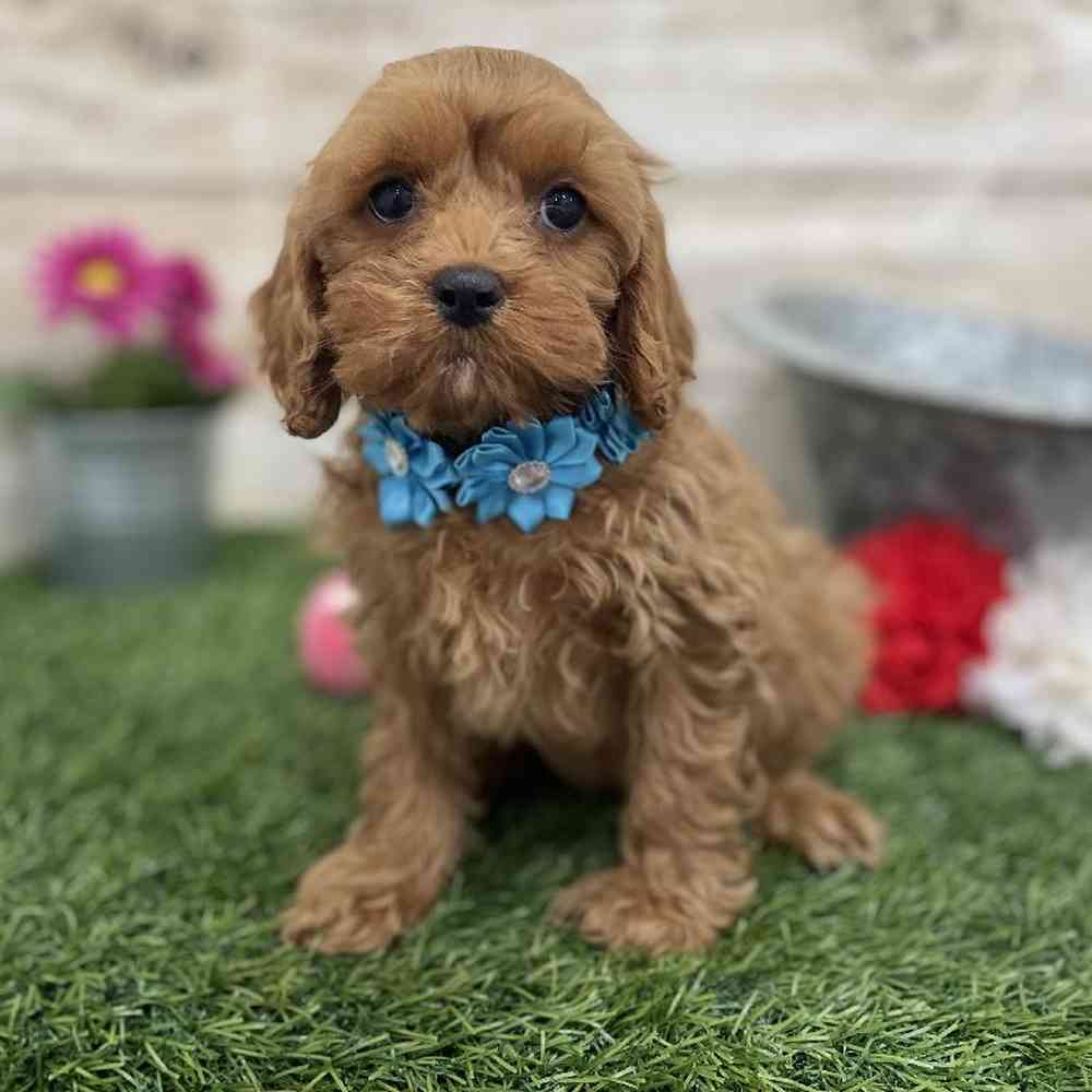 Female Cavapoo Puppy for Sale in Braintree, MA