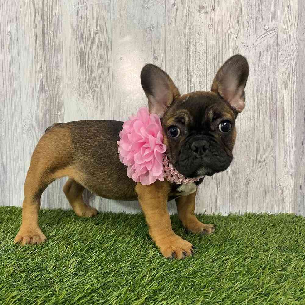 Female French Bulldog Puppy for Sale in Saugus, MA