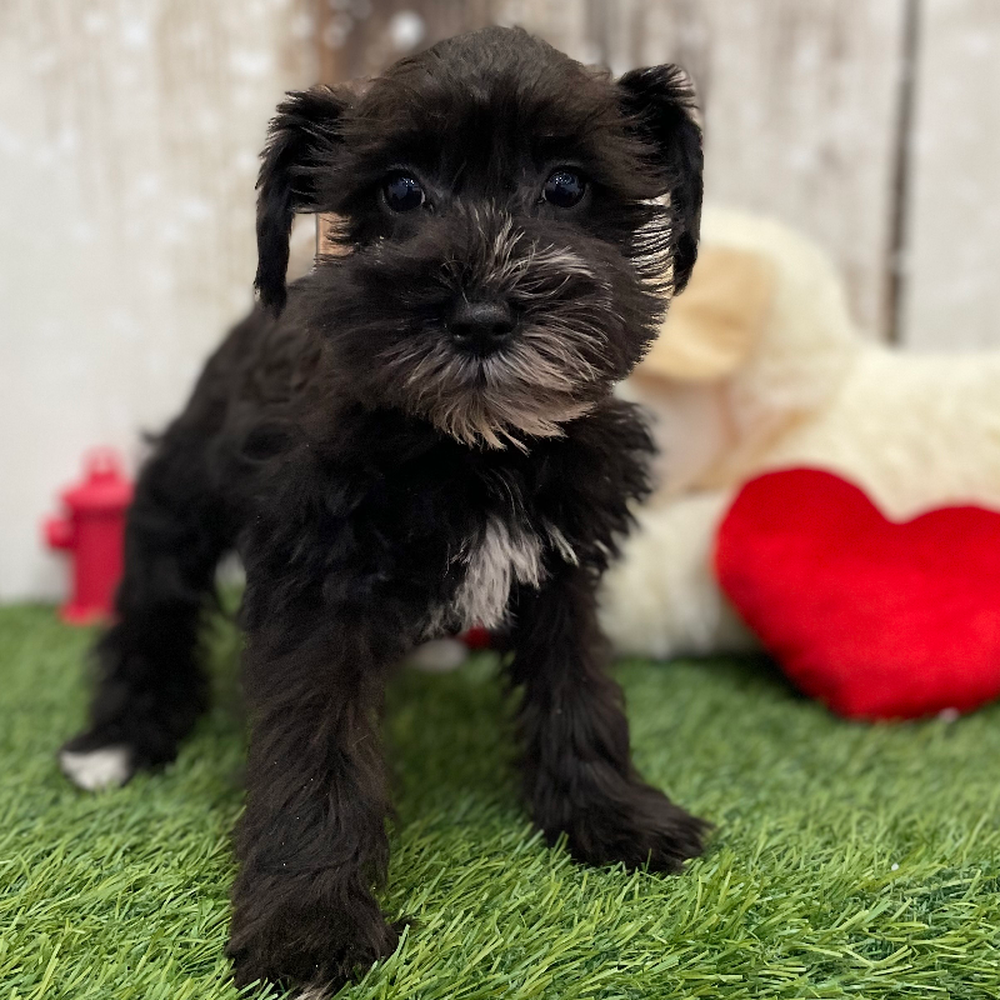 Female Miniature Schnauzer Puppy for Sale in Braintree, MA