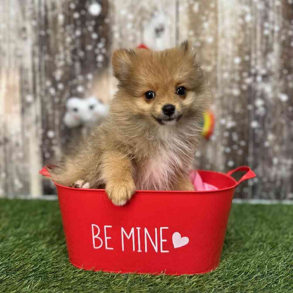 Female Pomeranian Puppy for Sale in Saugus, MA