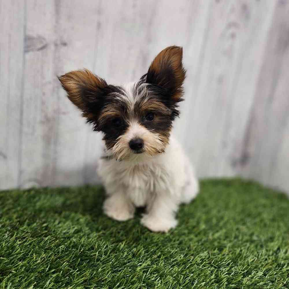 Male Yorkshire Terrier Puppy for sale