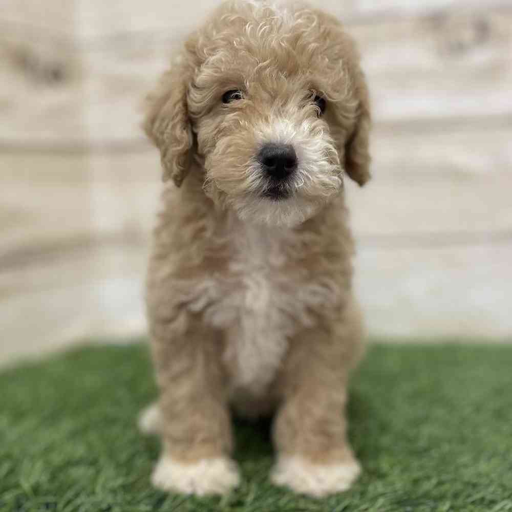 Male Poodle (MINI) Puppy for Sale in Braintree, MA