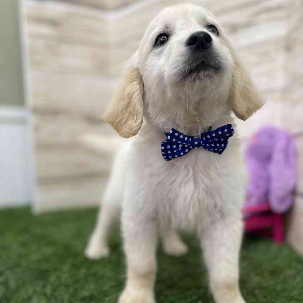 Male Golden Retriever Puppy for Sale in Braintree, MA