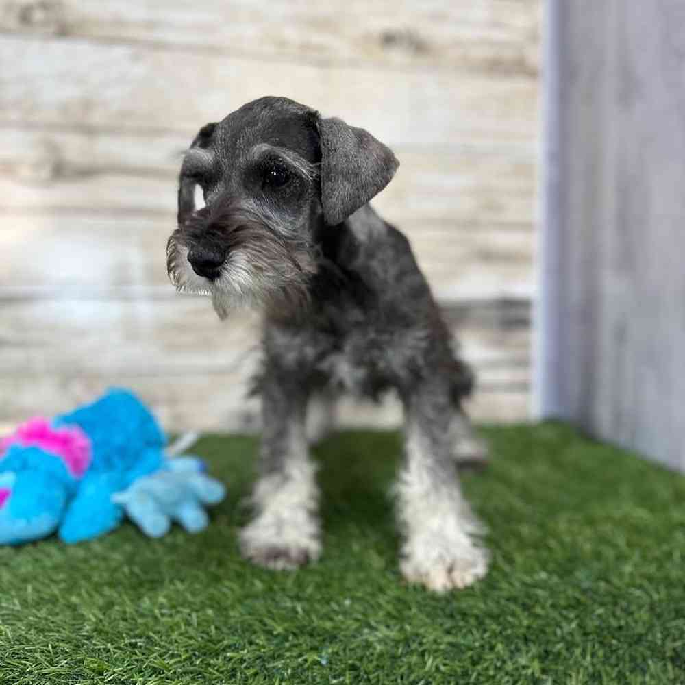 Male Miniature Schnauzer Puppy for Sale in Saugus, MA