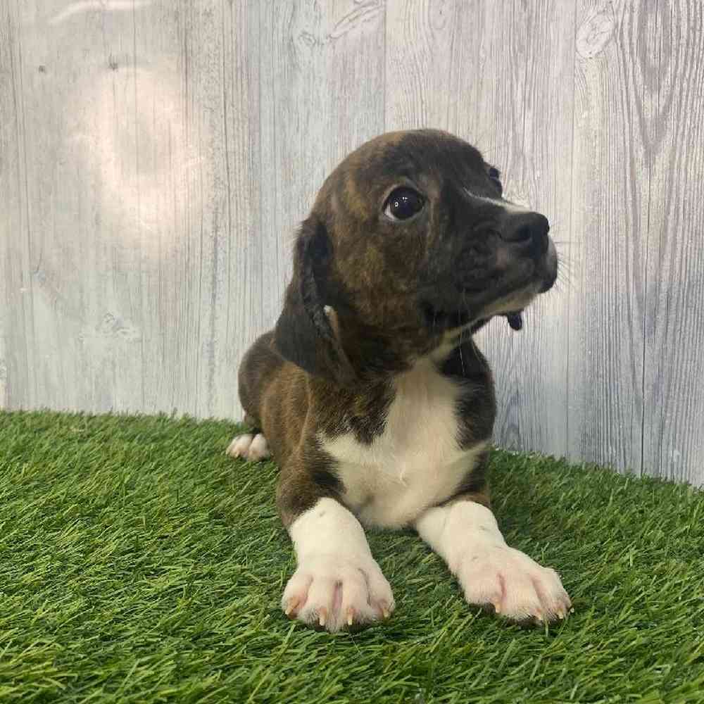 Male Boglen Terrier Puppy for Sale in Saugus, MA