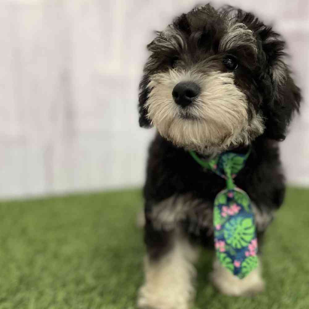 Male Chonzer (Bichon/Min Schnauzer) Puppy for Sale in Braintree, MA