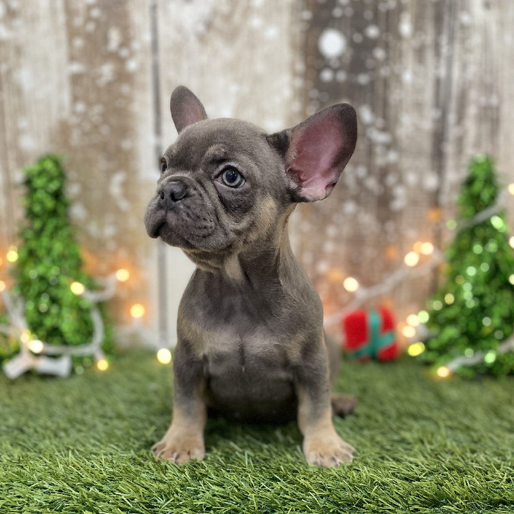Female French Bulldog Puppy for Sale in Braintree, MA