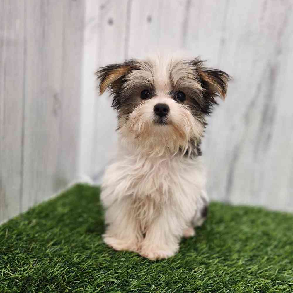 Male Morkie Puppy for sale