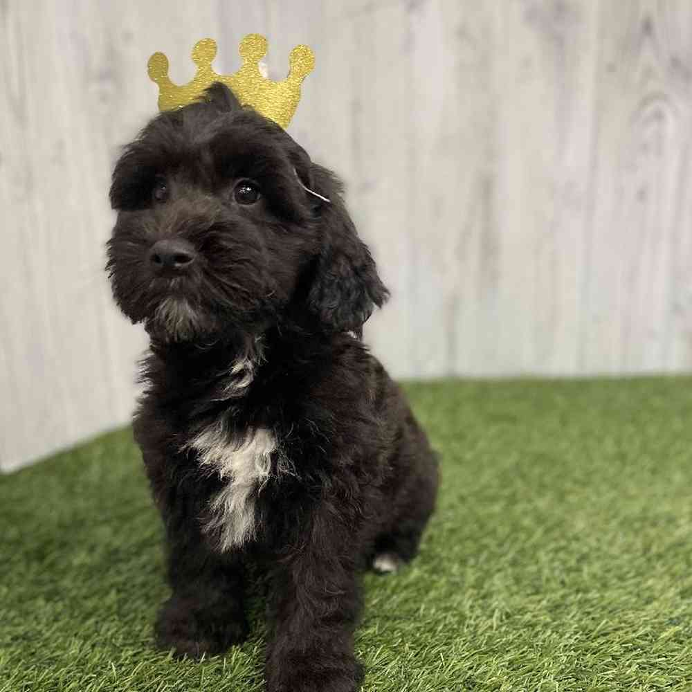 Male Mini Whoodle Puppy for sale