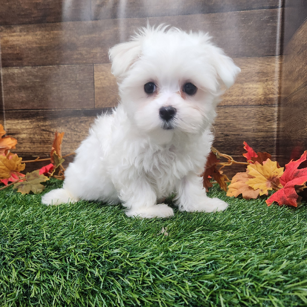 Male Maltese Puppy for Sale in Braintree, MA