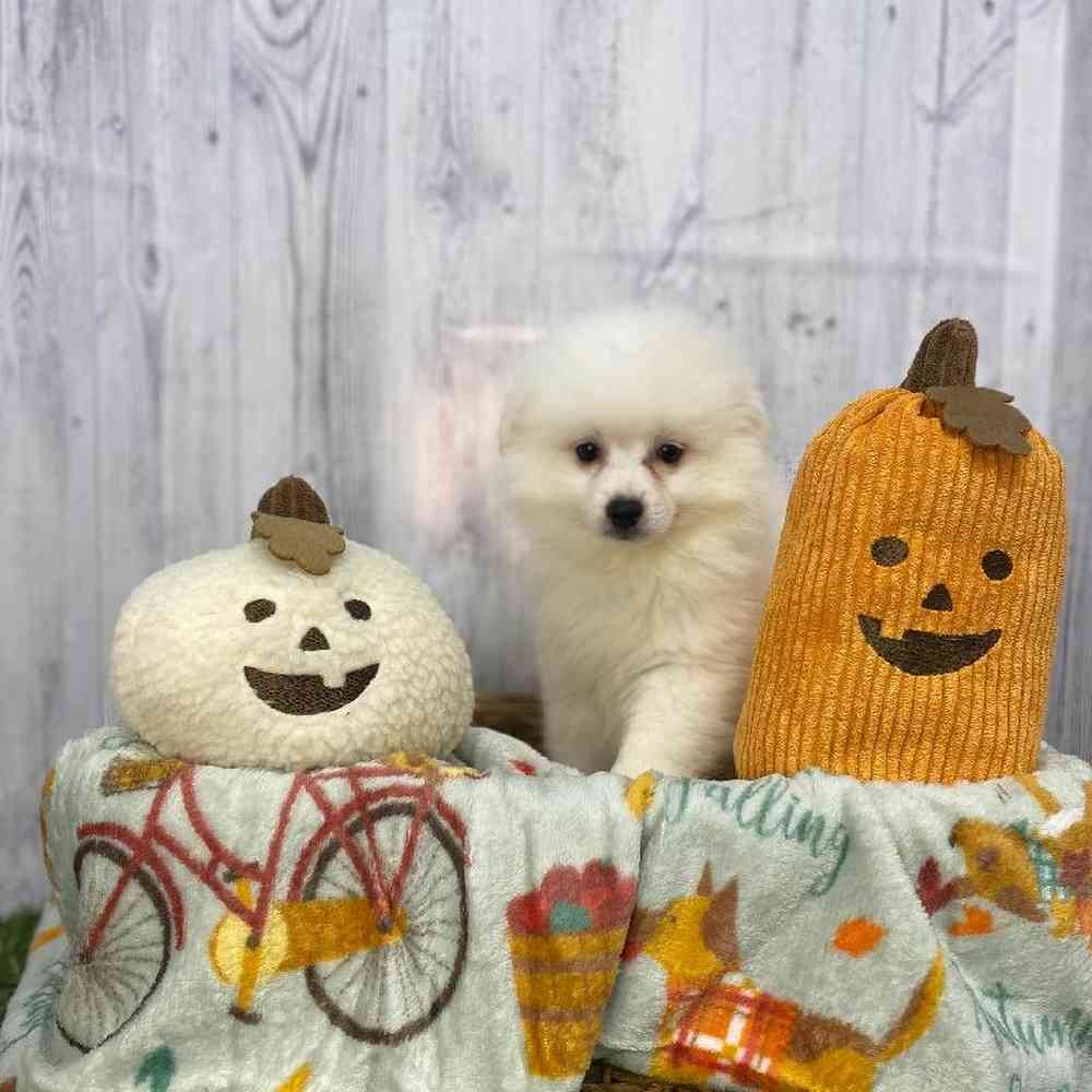 Female American Eskimo Puppy for Sale in Saugus, MA