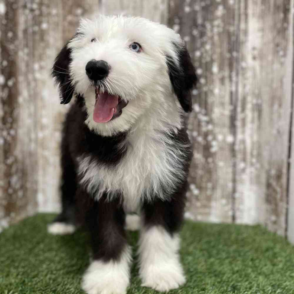 Male Old English Sheepdog Puppy for Sale in Braintree, MA