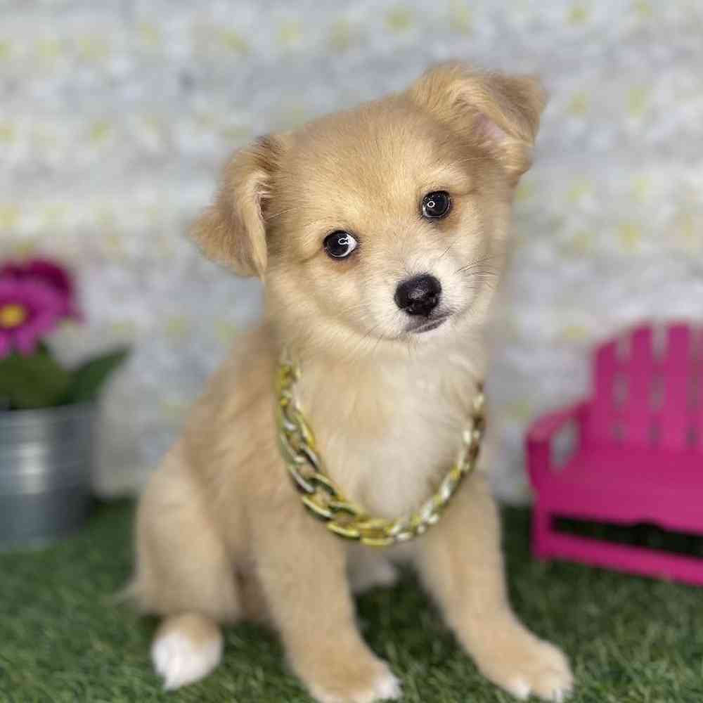 Male Aussie Pom Puppy for Sale in Braintree, MA