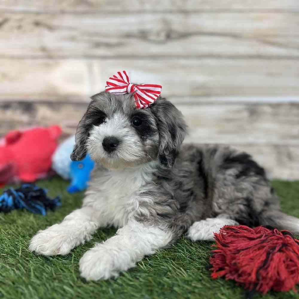 Female Mini Sheepadoodle 2nd Gen Puppy for Sale in Saugus, MA