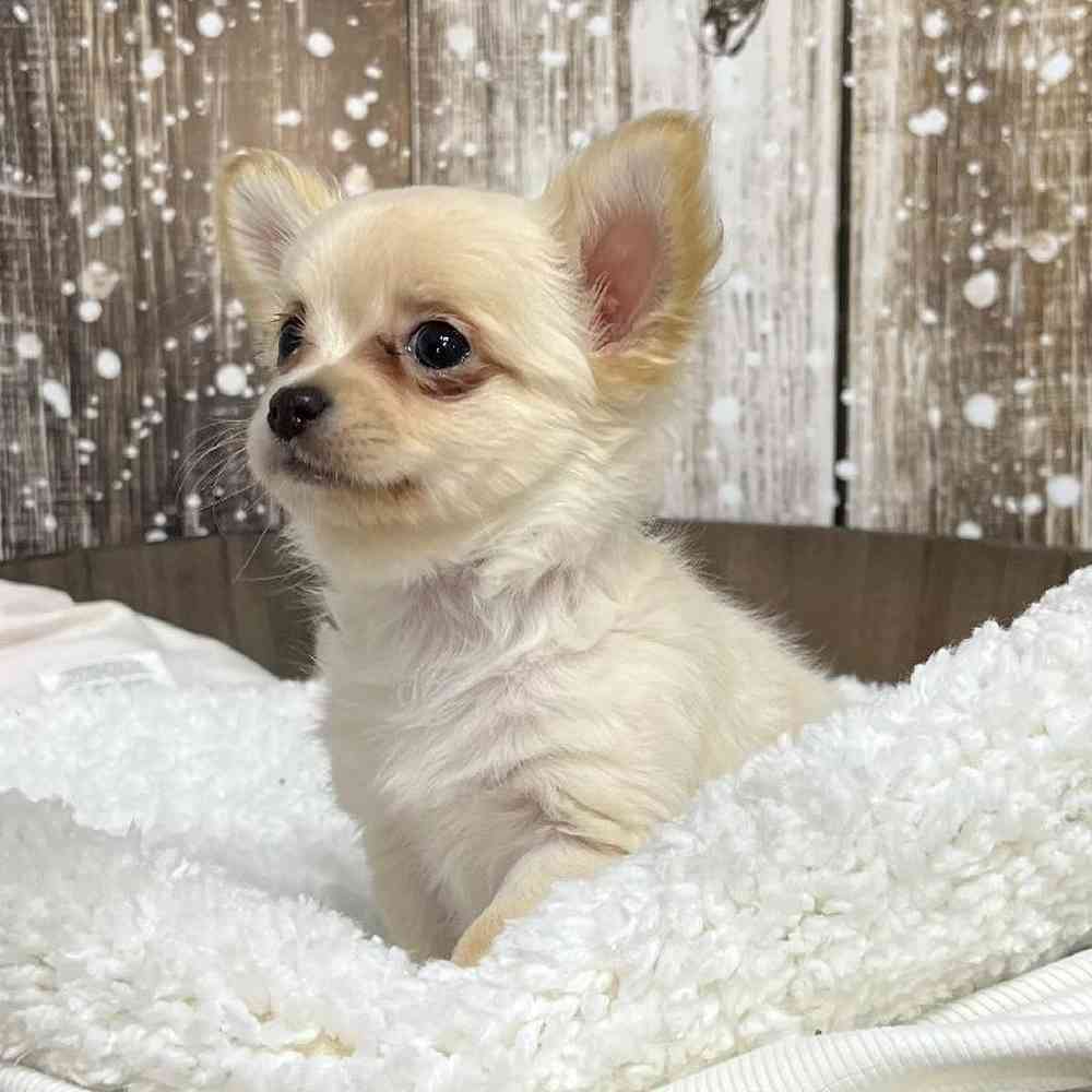 Male Chihuahua Puppy for Sale in Saugus, MA