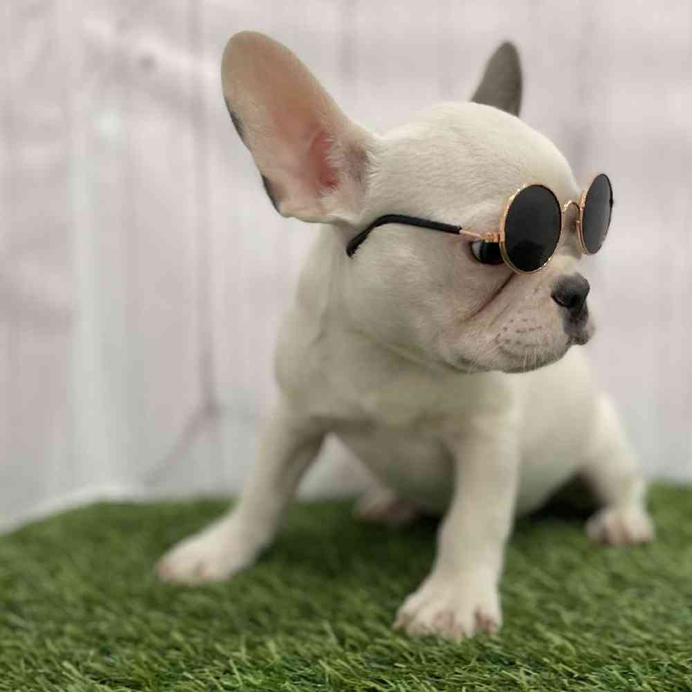 Male French Bulldog Puppy for Sale in Braintree, MA
