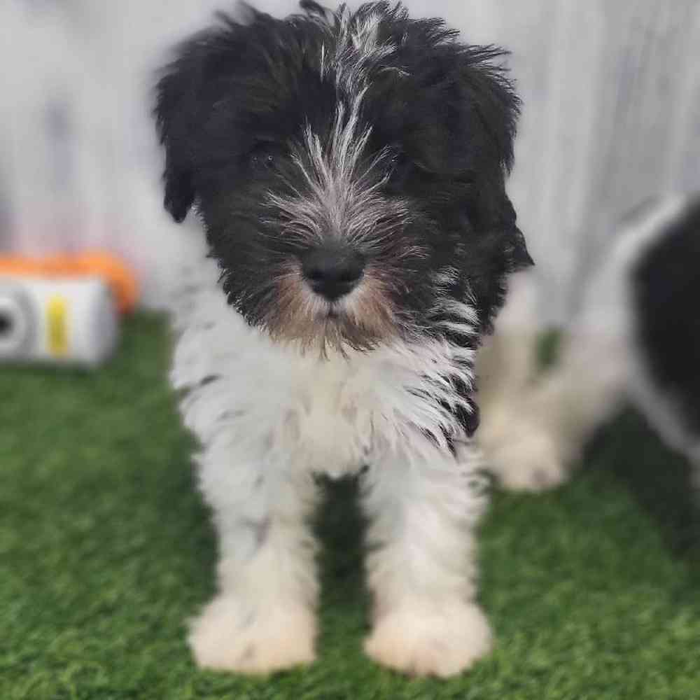 Male Miniature Schnauzer Puppy for Sale in Saugus, MA