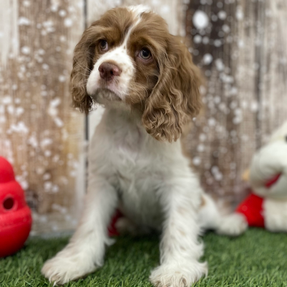 Female Cocker Spaniel Puppy for Sale in Braintree, MA