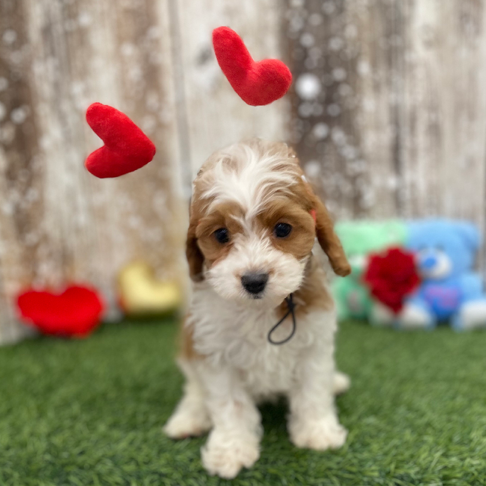 Female Cavapoo Puppy for Sale in Braintree, MA
