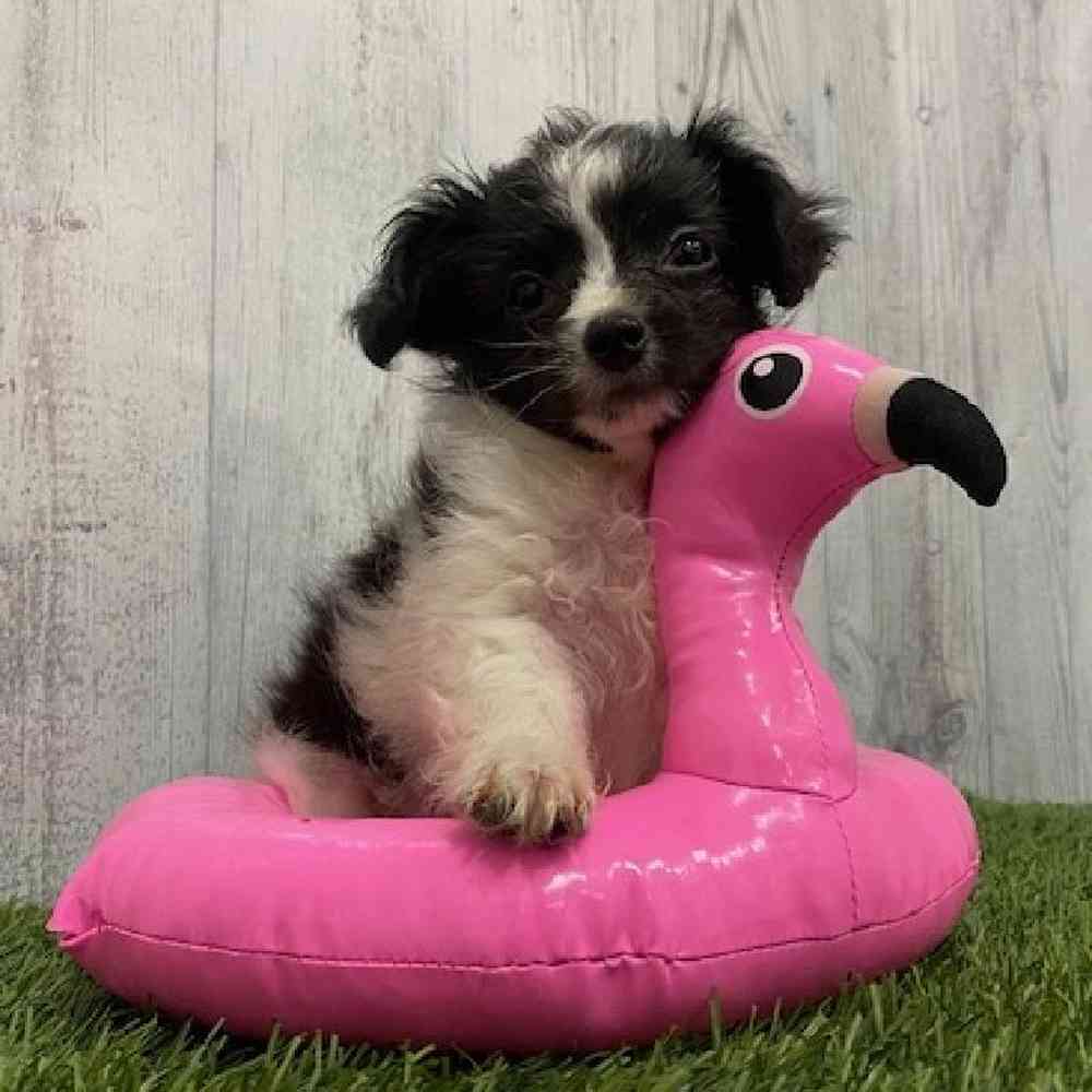 Male Mini Aussiedoodle Puppy for Sale in Braintree, MA