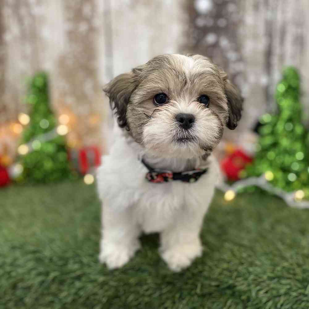 Male Teddy Bear (Zuchon) Puppy for Sale in Braintree, MA