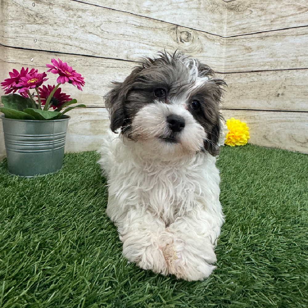 Male Shih-Poo Puppy for Sale in Braintree, MA