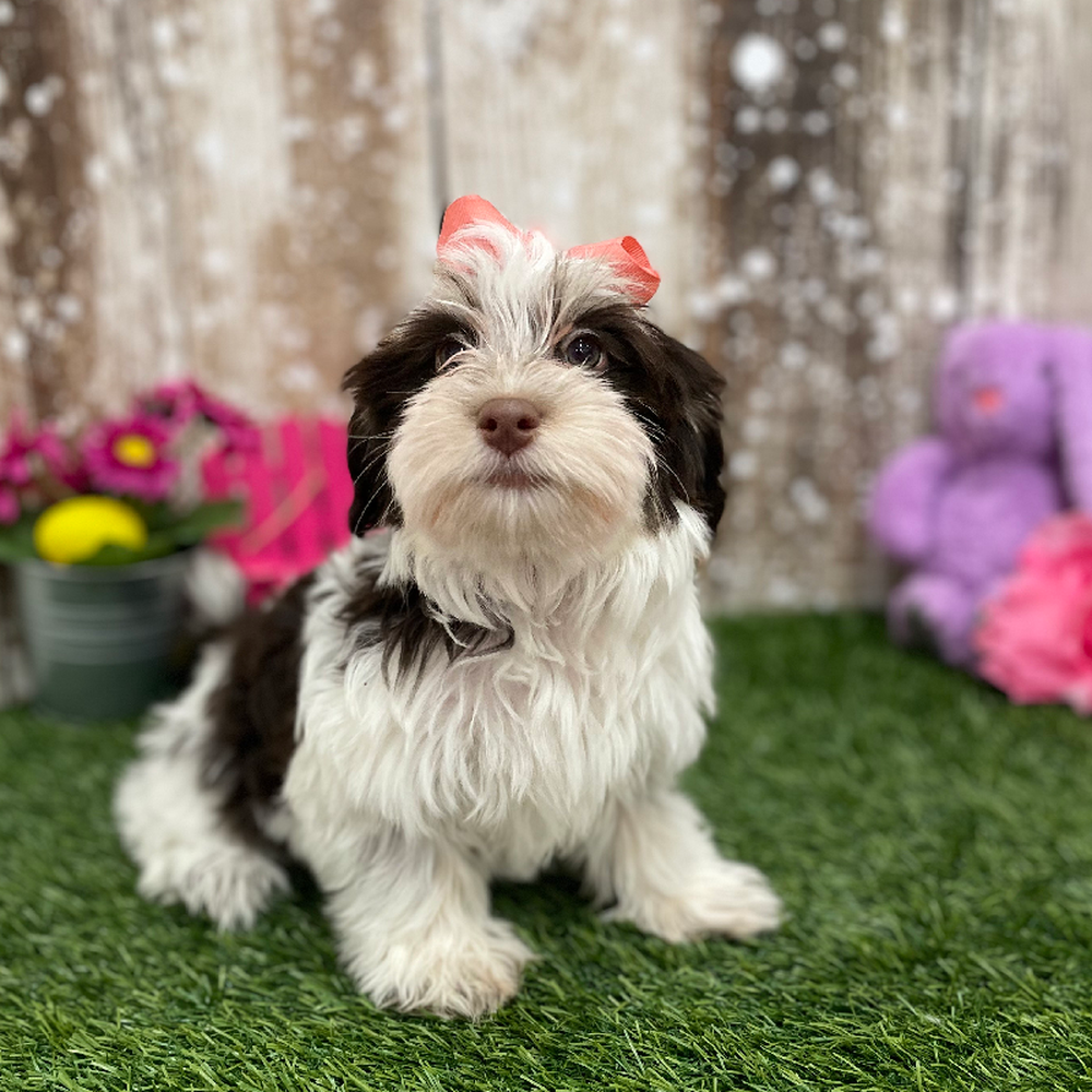 Female Havanese Puppy for Sale in Braintree, MA