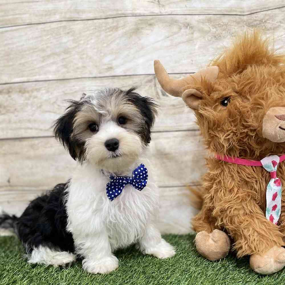 Male Morkie Puppy for Sale in Braintree, MA