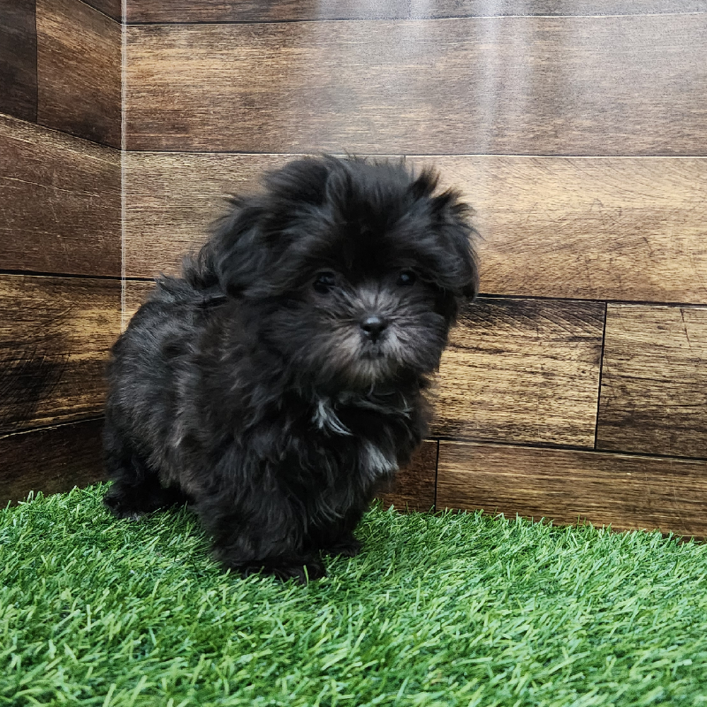 Female Malshi Puppy for Sale in Braintree, MA