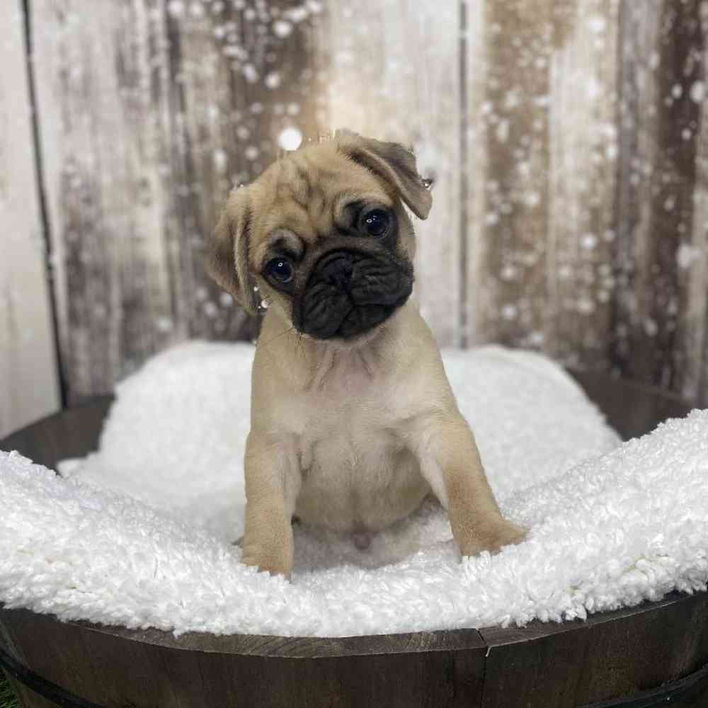 Male Pug Puppy for Sale in Saugus, MA