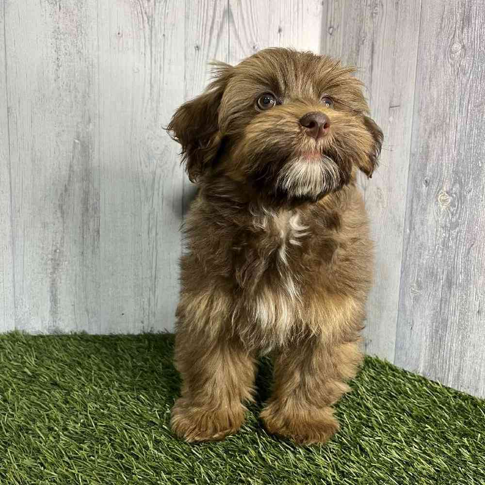 Male Havanese Puppy for sale