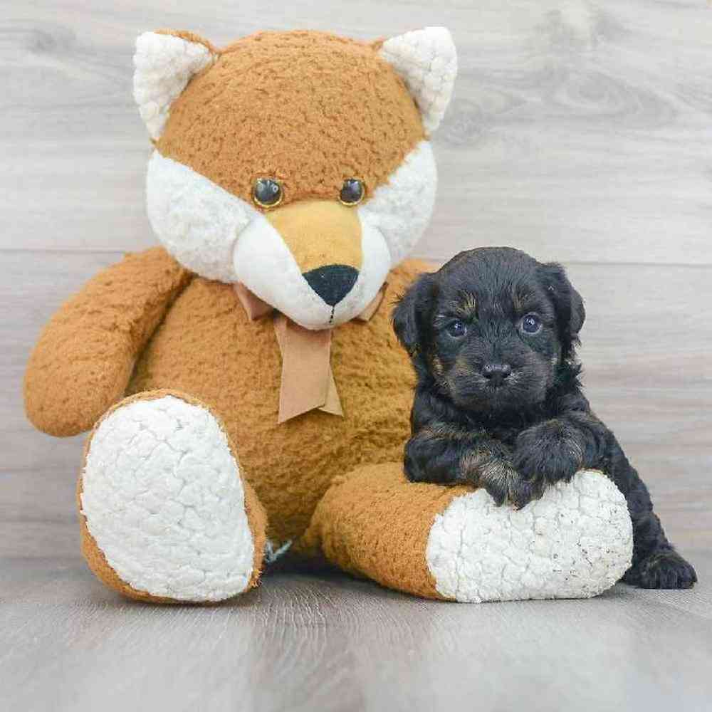 Male Yorkie-Poo Puppy for sale