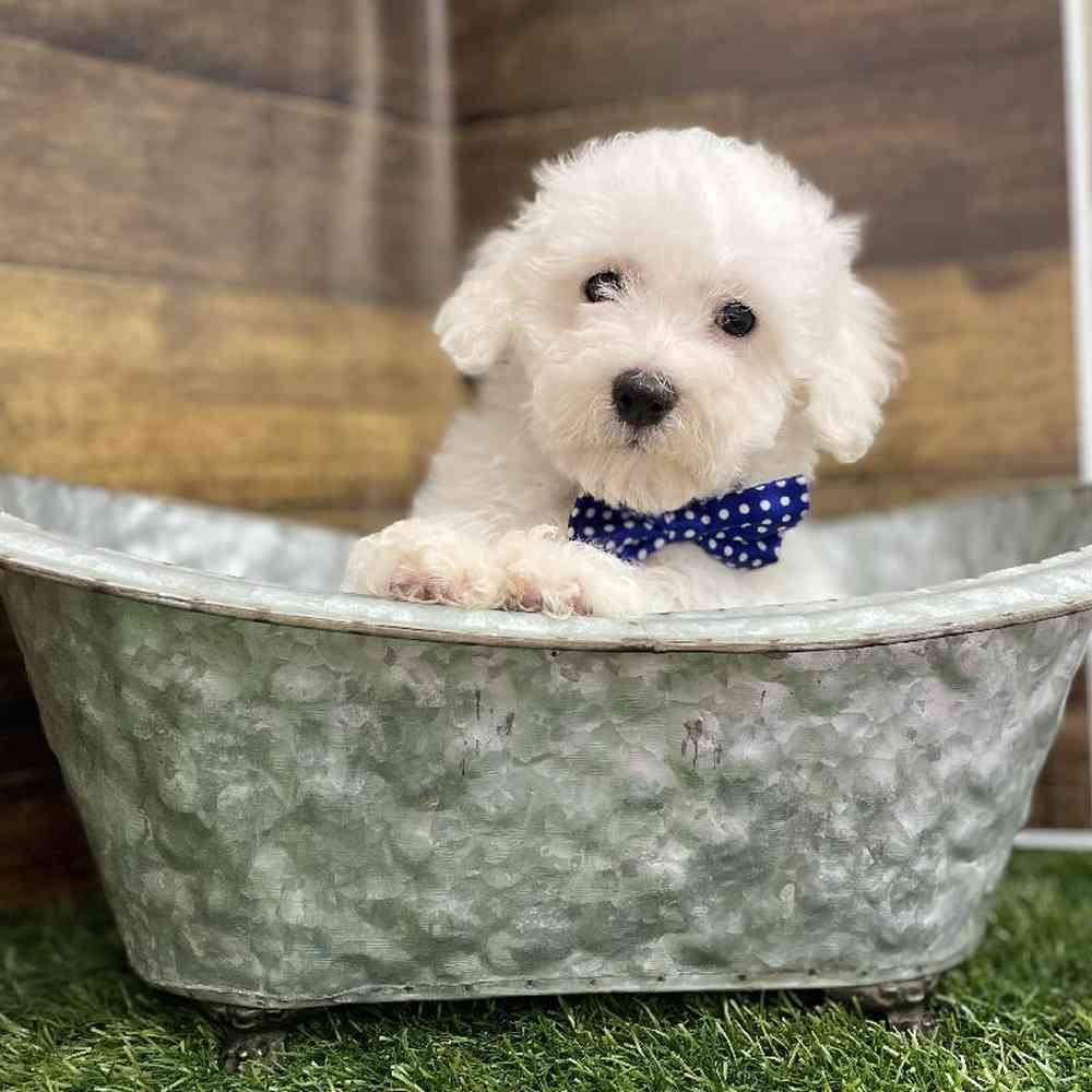 Male Bichon Frise Puppy for Sale in Braintree, MA