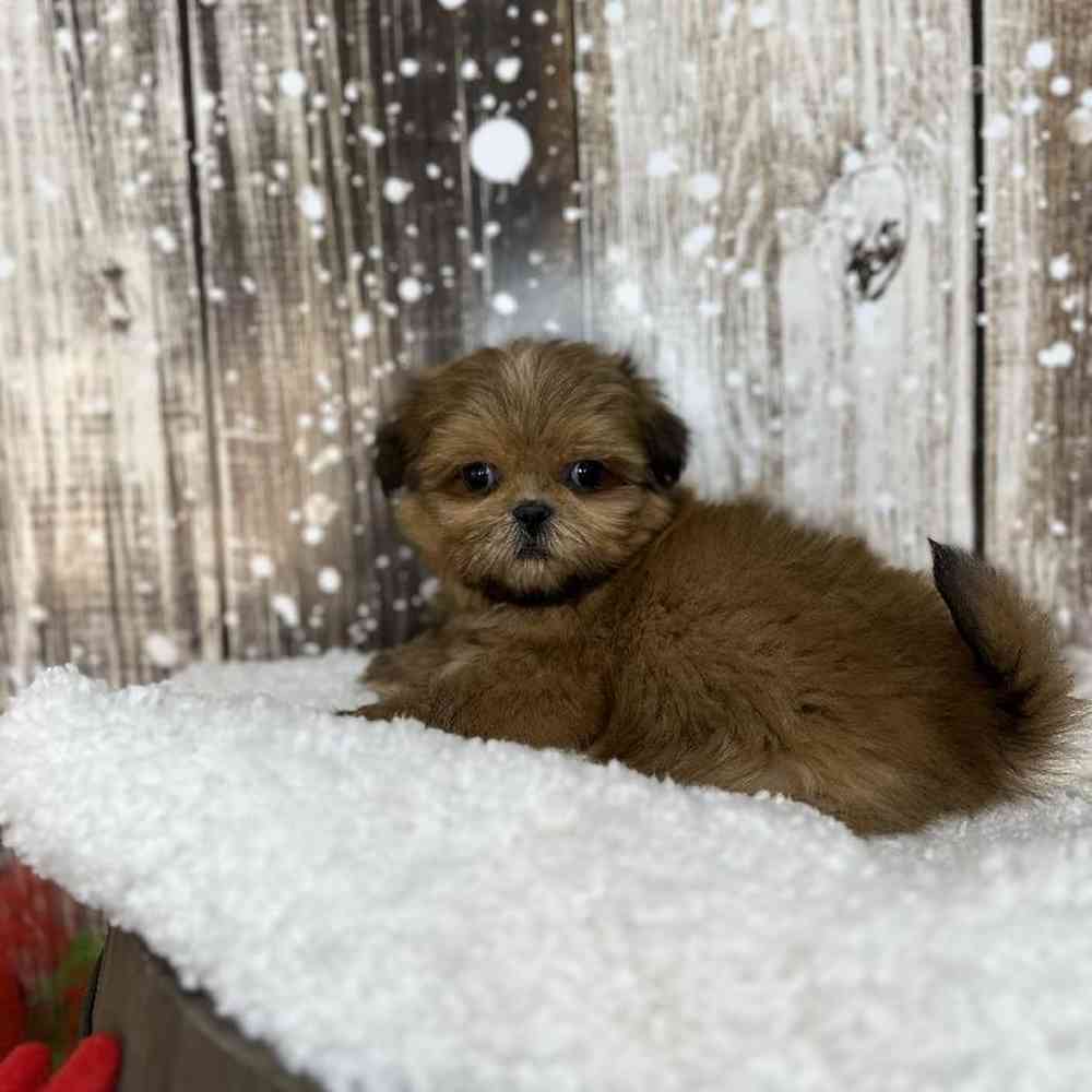 Male Shih Tzu Puppy for Sale in Saugus, MA