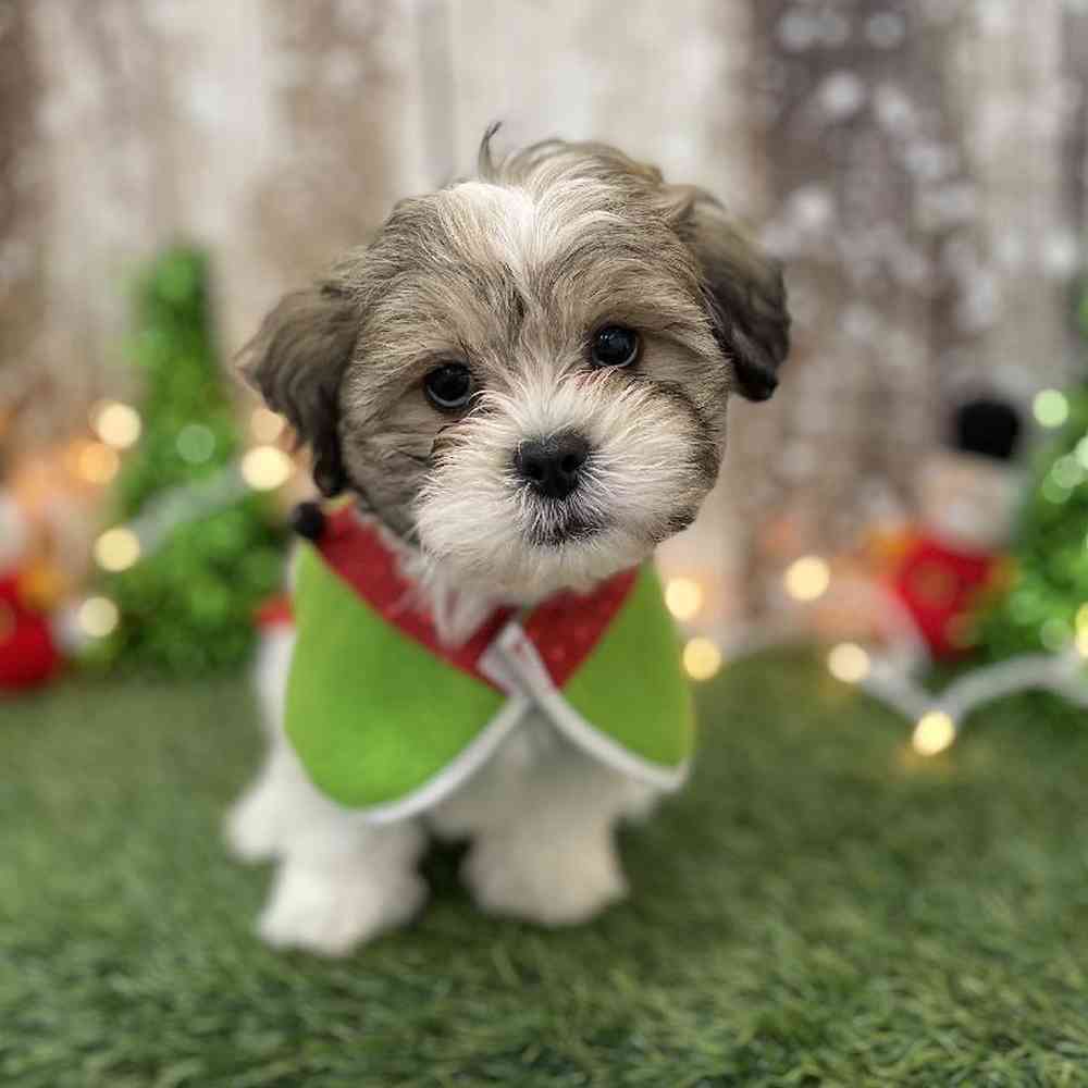 Male Teddy Bear (Zuchon) Puppy for Sale in Braintree, MA