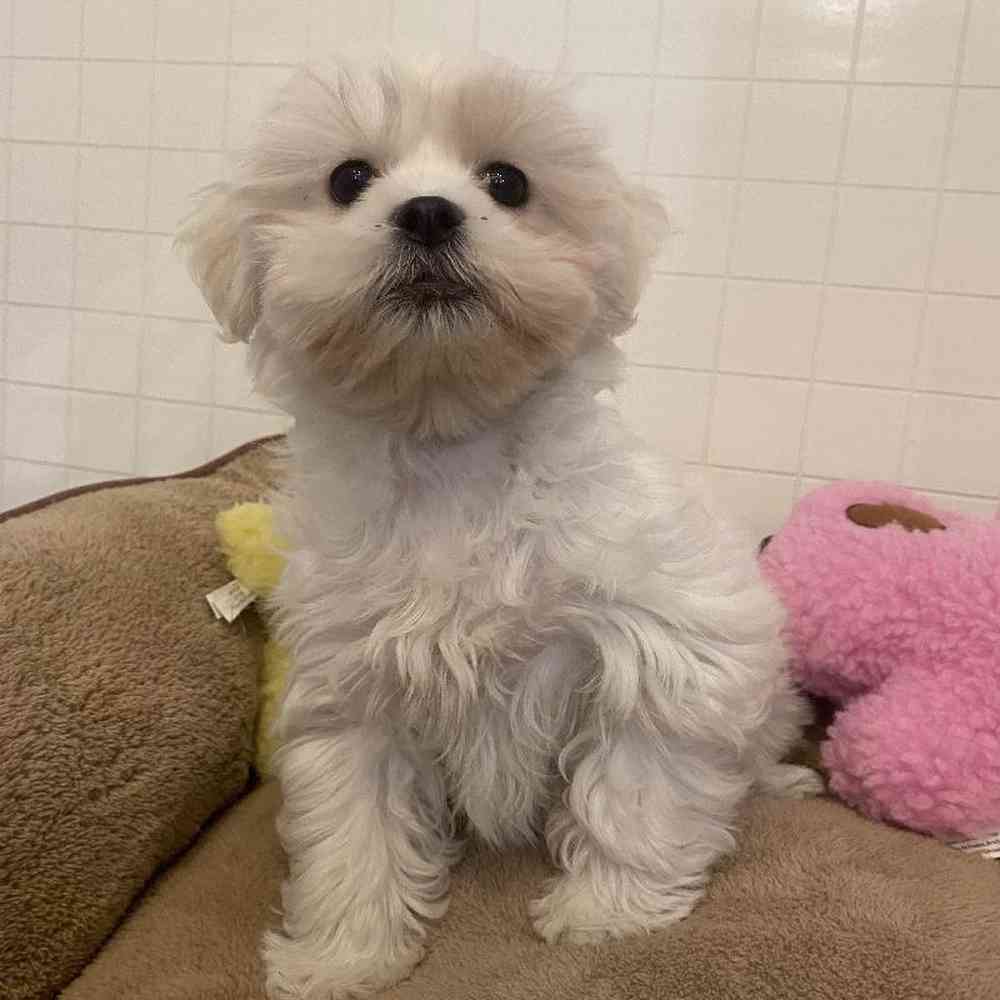 Female Teddy Bear (Zuchon) Puppy for sale