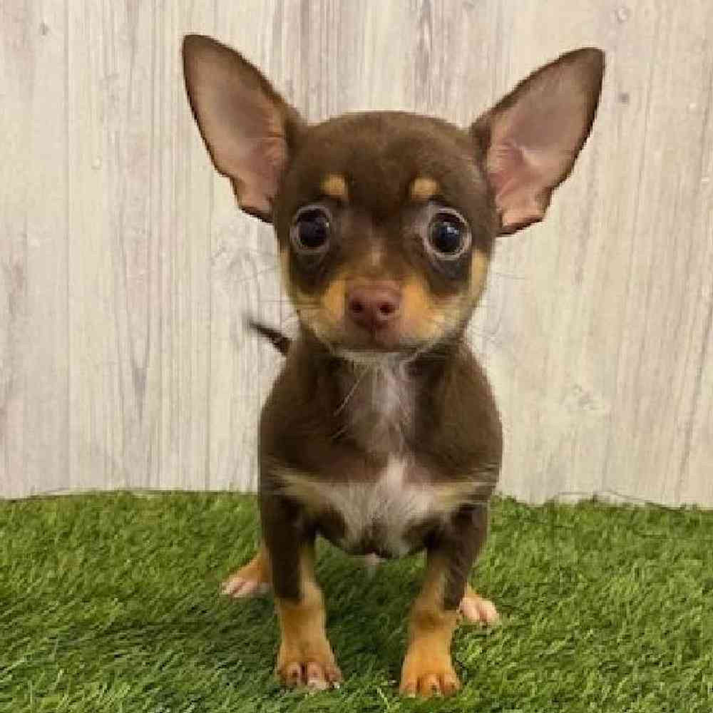 Male Chihuahua Puppy for sale