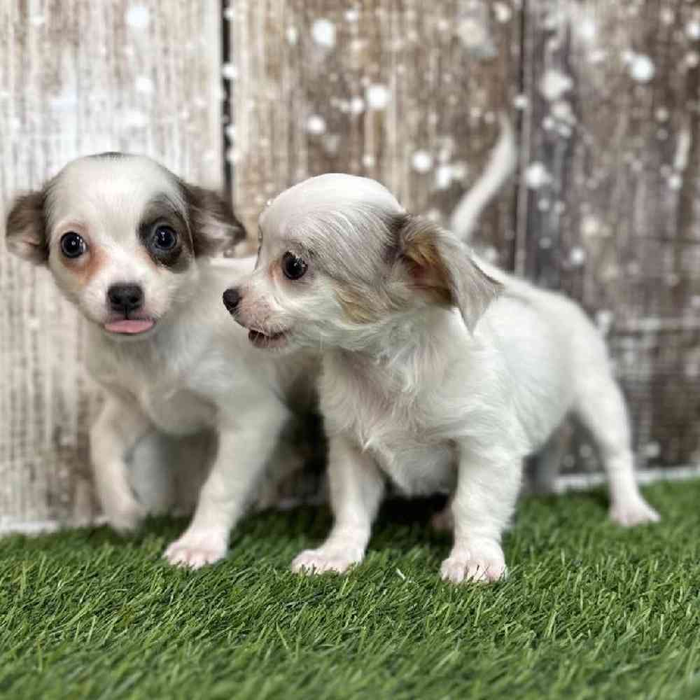 Female Chihuahua Puppy for Sale in Saugus, MA