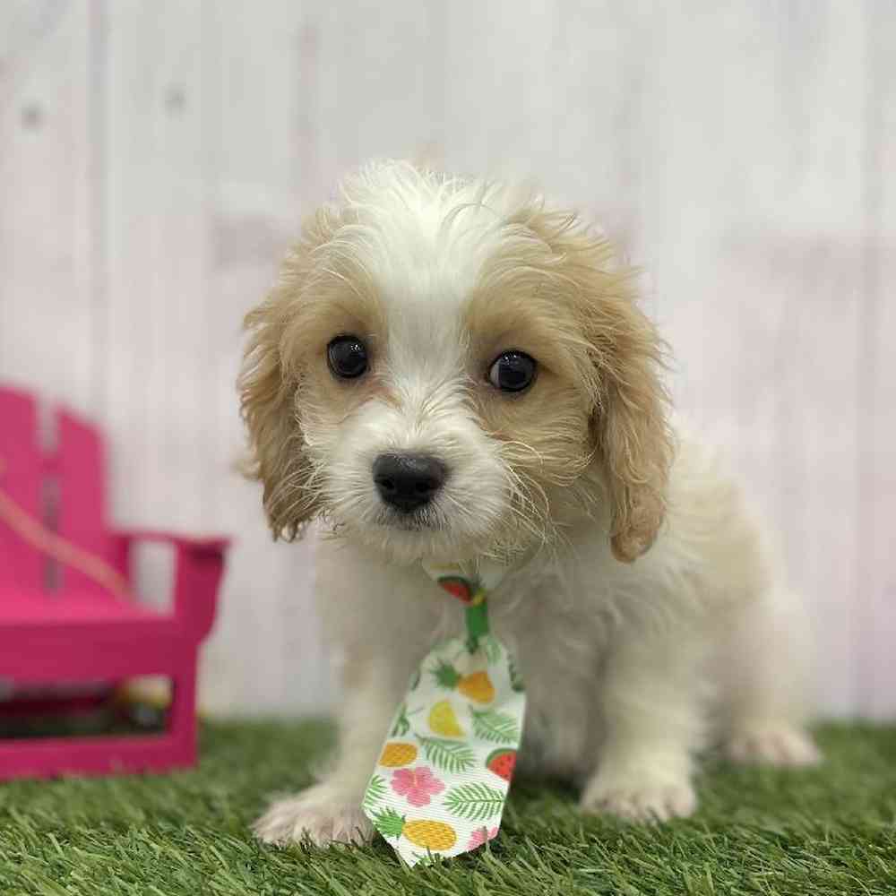 Male Cavachon Puppy for Sale in Braintree, MA